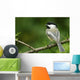 Black-Capped Chickadee, Les Cedres, Quebec, Canada Wall Mural
