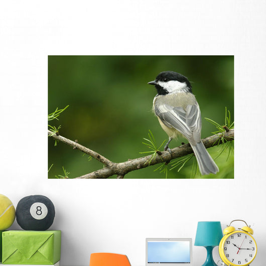 Black-Capped Chickadee, Les Cedres, Quebec, Canada Wall Mural