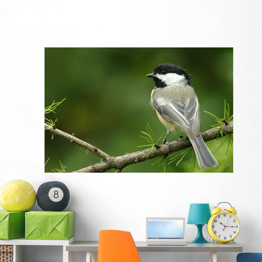 Black-Capped Chickadee, Les Cedres, Quebec, Canada Wall Mural
