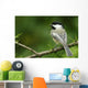Black-Capped Chickadee, Les Cedres, Quebec, Canada Wall Mural