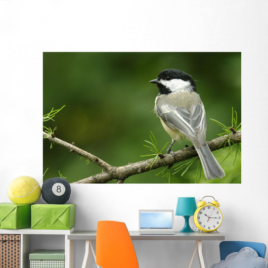 Black-Capped Chickadee, Les Cedres, Quebec, Canada Wall Mural