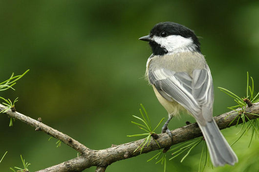 Black-Capped Chickadee, Les Cedres, Quebec, Canada Wall Mural