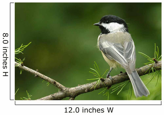 Black-Capped Chickadee, Les Cedres, Quebec, Canada Wall Mural