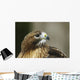 Red-Tailed Hawk In Ecomuseum Zoo, Ste-Anne-De-Bellevue, Quebec, Canada Wall Mural