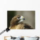 Red-Tailed Hawk In Ecomuseum Zoo, Ste-Anne-De-Bellevue, Quebec, Canada Wall Mural