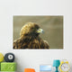 Golden Eagle In Ecomuseum Zoo, Ste-Anne-De-Bellevue, Quebec, Canada Wall Mural