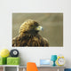 Golden Eagle In Ecomuseum Zoo, Ste-Anne-De-Bellevue, Quebec, Canada Wall Mural
