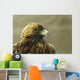 Golden Eagle In Ecomuseum Zoo, Ste-Anne-De-Bellevue, Quebec, Canada Wall Mural