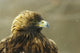 Golden Eagle In Ecomuseum Zoo, Ste-Anne-De-Bellevue, Quebec, Canada Wall Mural