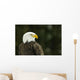 Bald Eagle In Ecomuseum Zoo, Ste-Anne-De-Bellevue, Quebec, Canada Wall Mural