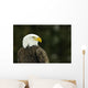 Bald Eagle In Ecomuseum Zoo, Ste-Anne-De-Bellevue, Quebec, Canada Wall Mural