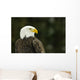 Bald Eagle In Ecomuseum Zoo, Ste-Anne-De-Bellevue, Quebec, Canada Wall Mural