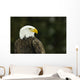 Bald Eagle In Ecomuseum Zoo, Ste-Anne-De-Bellevue, Quebec, Canada Wall Mural