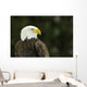 Bald Eagle In Ecomuseum Zoo, Ste-Anne-De-Bellevue, Quebec, Canada Wall Mural