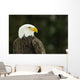Bald Eagle In Ecomuseum Zoo, Ste-Anne-De-Bellevue, Quebec, Canada Wall Mural