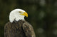 Bald Eagle In Ecomuseum Zoo, Ste-Anne-De-Bellevue, Quebec, Canada Wall Mural