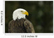 Bald Eagle In Ecomuseum Zoo, Ste-Anne-De-Bellevue, Quebec, Canada Wall Mural
