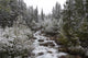 Snowy Foliage Along Stream In Autumn, Banff, Alberta, Canada Wall Mural