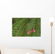 Spruce New Growth, Spring, Close-Up, Ontario Canada Wall Mural