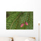 Spruce New Growth, Spring, Close-Up, Ontario Canada Wall Mural