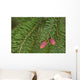 Spruce New Growth, Spring, Close-Up, Ontario Canada Wall Mural