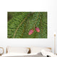 Spruce New Growth, Spring, Close-Up, Ontario Canada Wall Mural