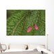 Spruce New Growth, Spring, Close-Up, Ontario Canada Wall Mural