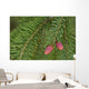 Spruce New Growth, Spring, Close-Up, Ontario Canada Wall Mural