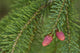 Spruce New Growth, Spring, Close-Up, Ontario Canada Wall Mural