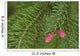 Spruce New Growth, Spring, Close-Up, Ontario Canada Wall Mural