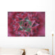 Close-Up, Silver Vase Flower, Aechmea Fasciata, Costa Rica Wall Mural