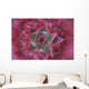 Close-Up, Silver Vase Flower, Aechmea Fasciata, Costa Rica Wall Mural