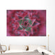 Close-Up, Silver Vase Flower, Aechmea Fasciata, Costa Rica Wall Mural