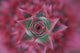 Close-Up, Silver Vase Flower, Aechmea Fasciata, Costa Rica Wall Mural