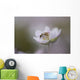 Close-Up Of Wasp Pollinating Eastern Spring Beauty Flower Wall Mural