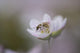 Close-Up Of Wasp Pollinating Eastern Spring Beauty Flower Wall Mural