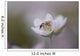 Close-Up Of Wasp Pollinating Eastern Spring Beauty Flower Wall Mural