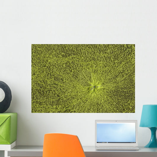 Close-Up Of Green Slime On Pond Wall Mural