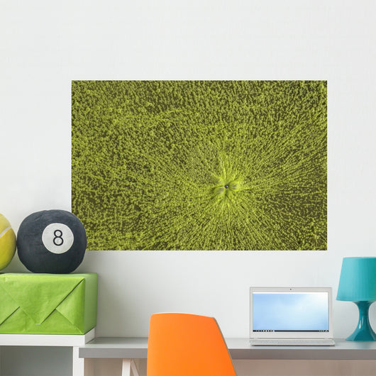 Close-Up Of Green Slime On Pond Wall Mural