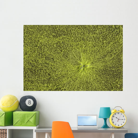 Close-Up Of Green Slime On Pond Wall Mural