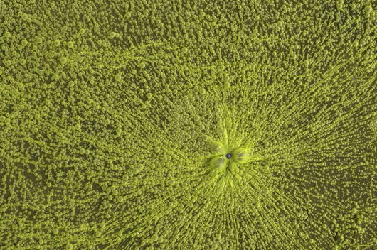 Close-Up Of Green Slime On Pond Wall Mural