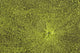 Close-Up Of Green Slime On Pond Wall Mural