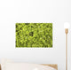 Close-up Frog Slimy Green Wall Decal