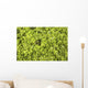 Close-up Frog Slimy Green Wall Decal