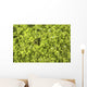 Close-up Frog Slimy Green Wall Decal