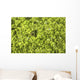 Close-up Frog Slimy Green Wall Decal
