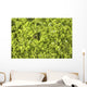Close-up Frog Slimy Green Wall Decal
