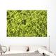 Close-up Frog Slimy Green Wall Decal