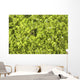 Close-up Frog Slimy Green Wall Decal