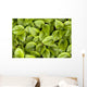 False Solomon's Seal, Ontario, Canada Wall Mural